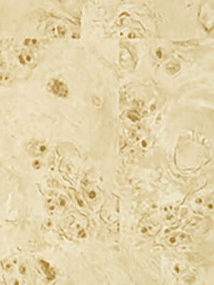 Papel Mural Burlwood Block